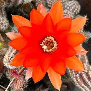 Peanut Cactus - Red Chief